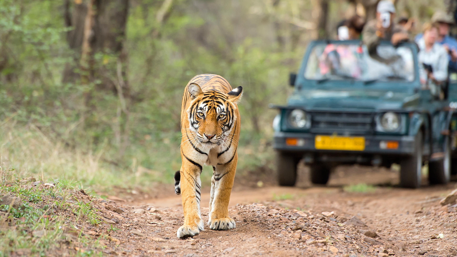 JUNGLE SAFARI